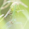 あ〜，カマキリなんかに捕まっちゃった