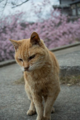 梅の花咲く