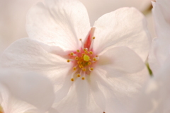 透桜（とうか）