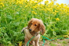 ナナと菜の花♪