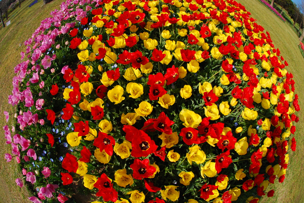 ちゅーりっぷの花束を♪