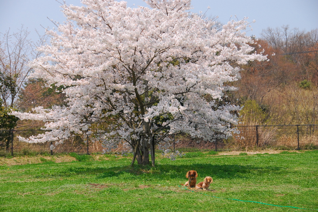 桜と一休み。。。