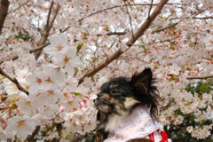 菜花ちゃんと桜。。。