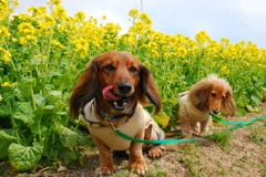 菜の花と。。。♪