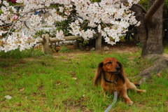 がいと桜。。。