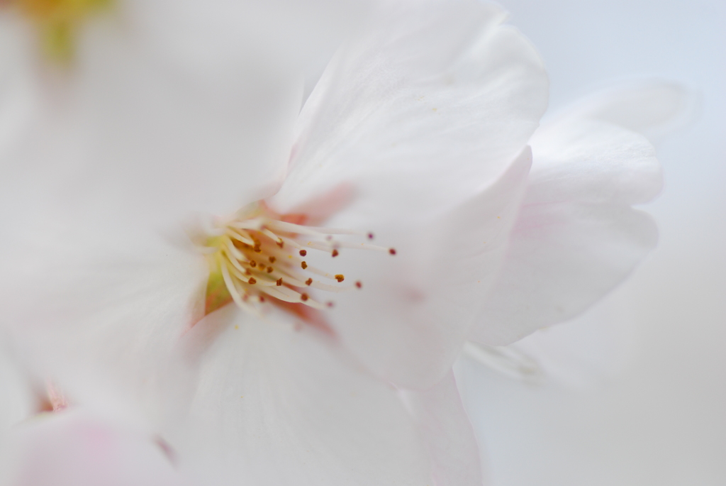 透かし桜・・・