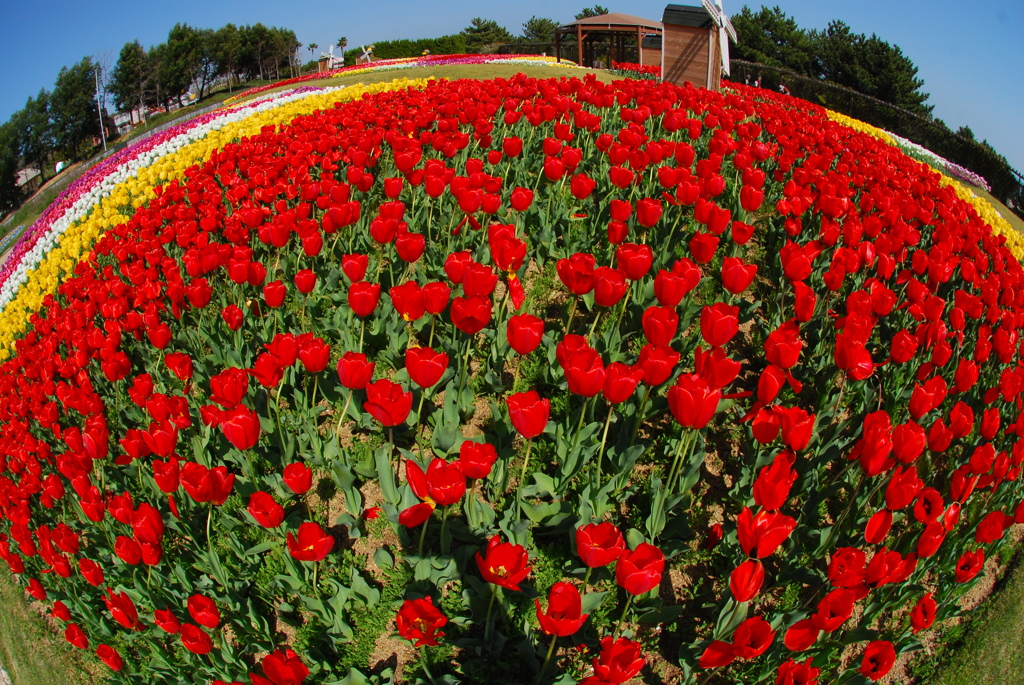 ちゅーりっぷの花束を♪