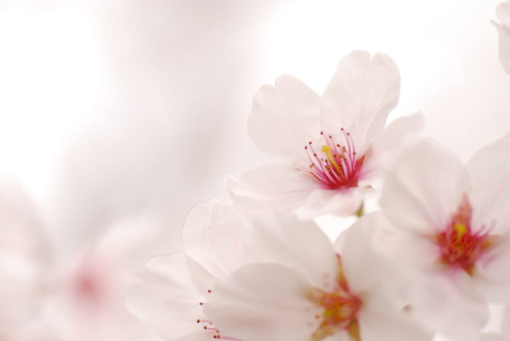 優・・・桜。。。