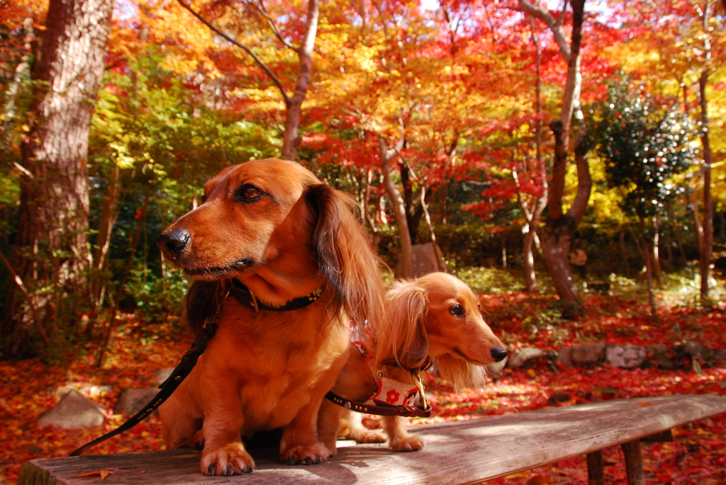 紅葉に染められて・・・♪