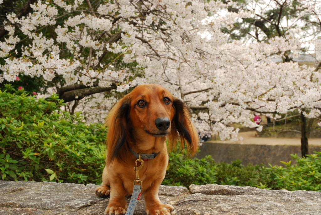 ガイと桜。。。