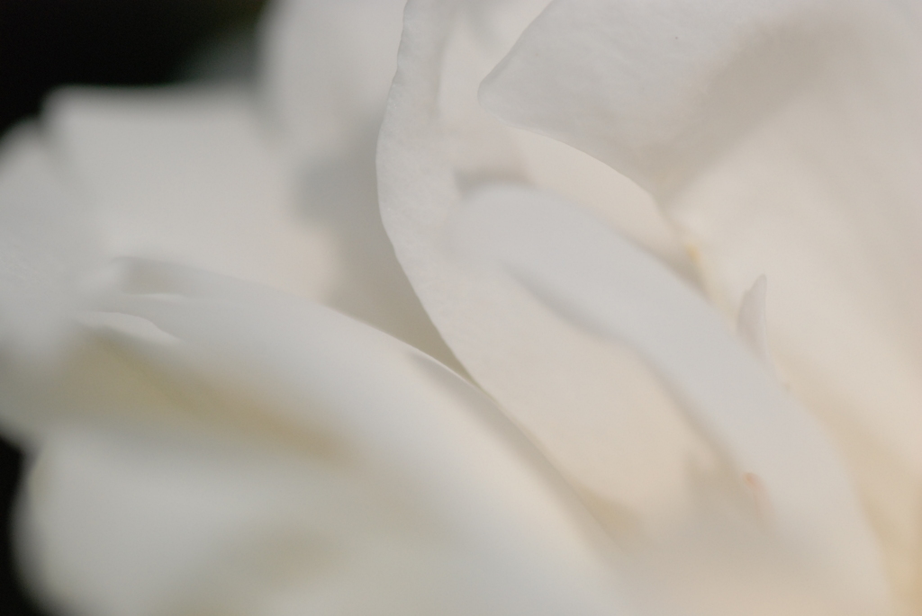 天使の羽根 ~White Rose~
