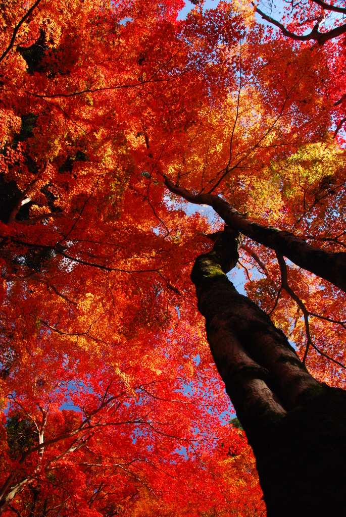 紅葉・・・天まで染めて！