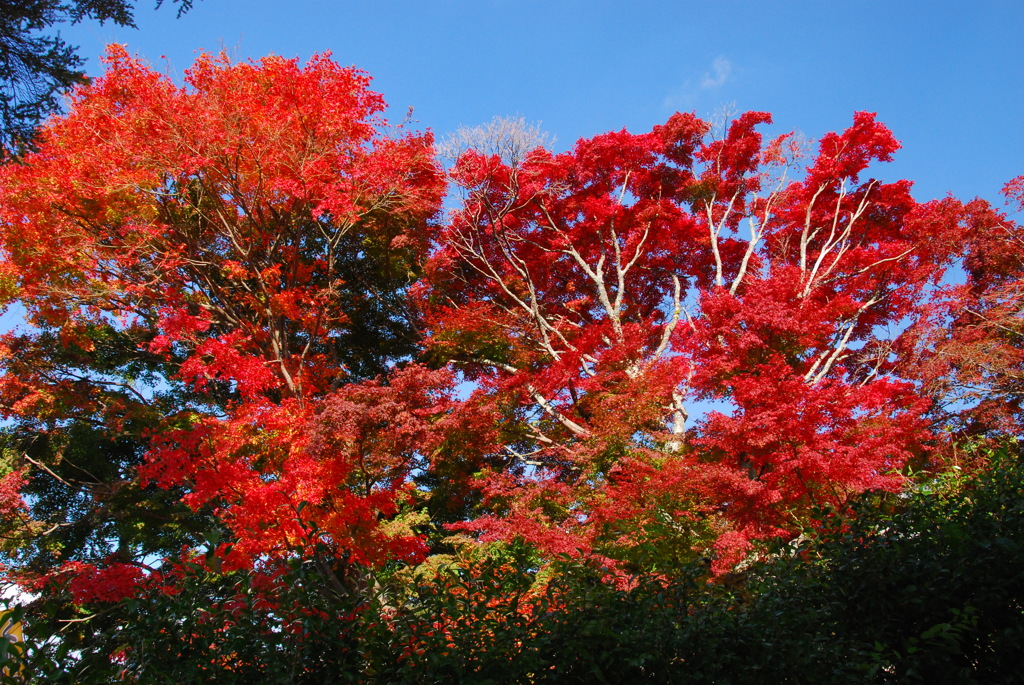 紅葉、もみじ狩りへ！