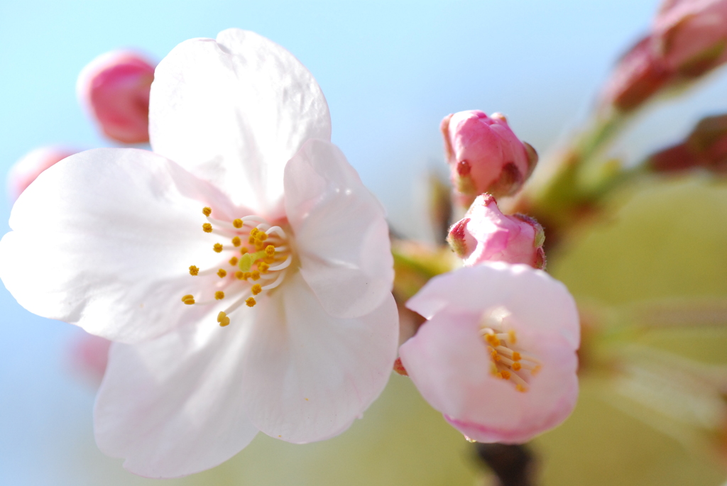 桜。。。