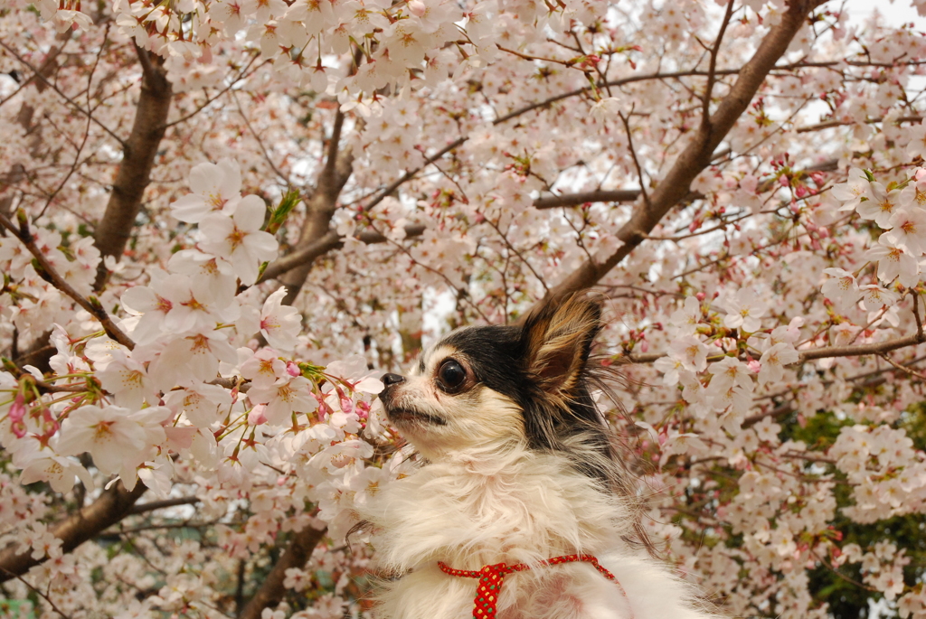 よつばちゃんと桜。。。