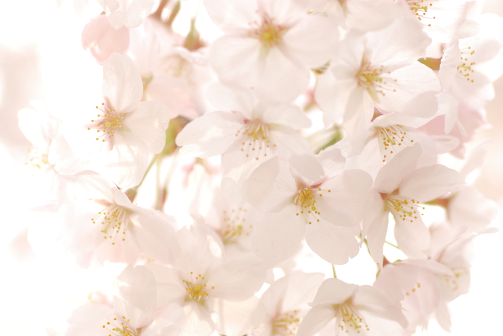 透かし桜。。。