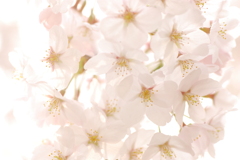 透かし桜。。。