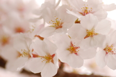 思い、思いに咲いて・・・花束（ブーケ）の桜