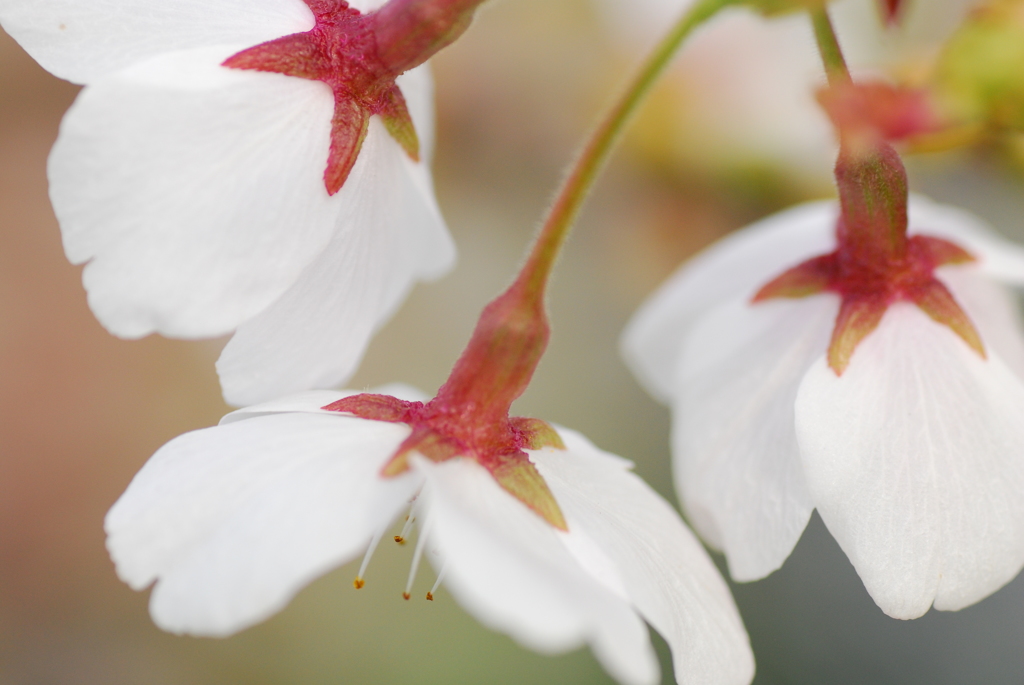 桜萼片