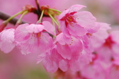 可憐な桜・・・