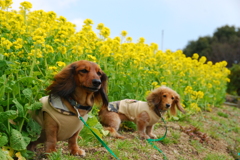 ガイとナナと菜の花♪