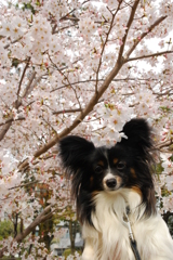 きらら君と桜。。。
