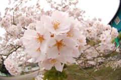 飛び出せ桜！！