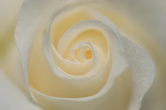 Swirl of rose ~white rose~
