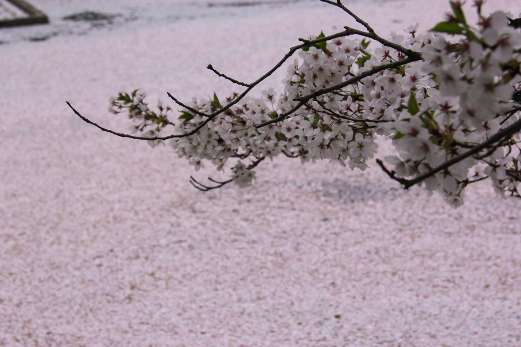 桜のじゅうたん