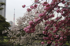 古き良き街、東京