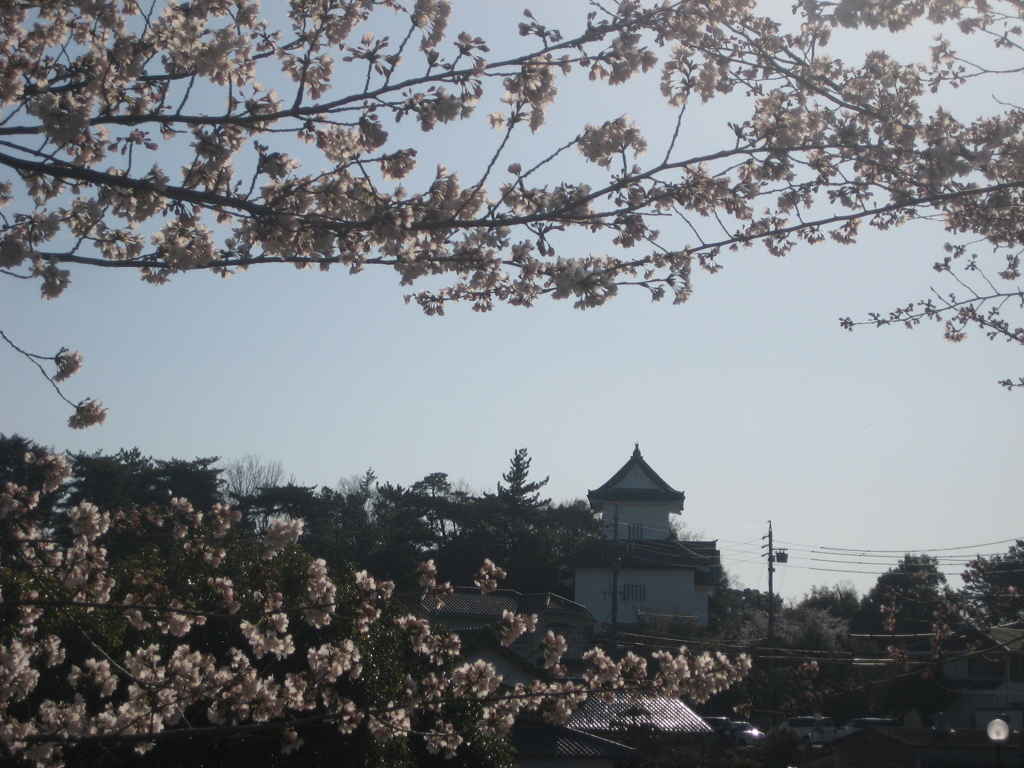 sakura