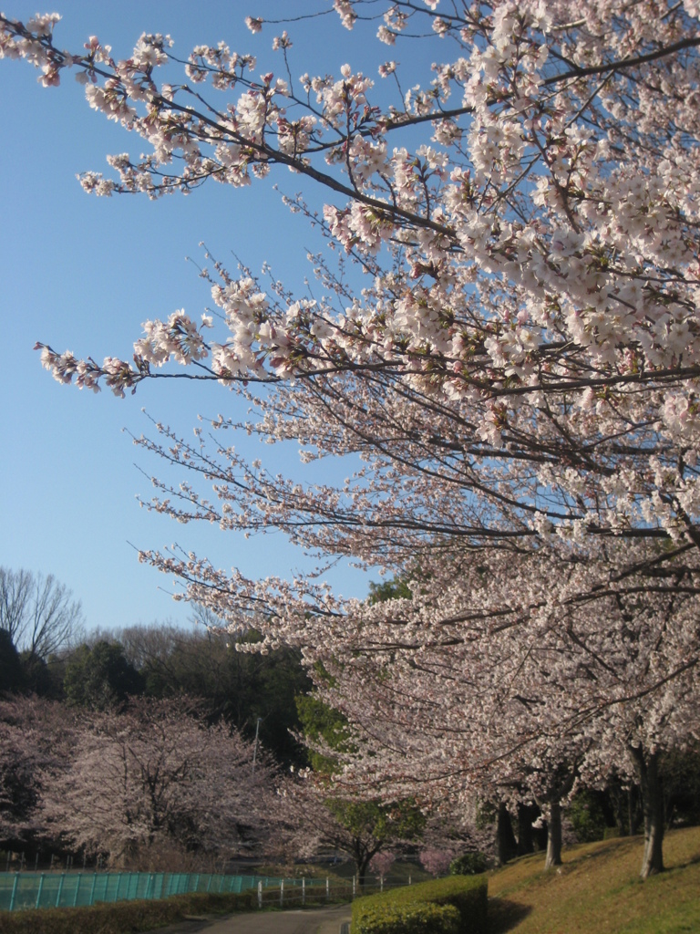 sakura