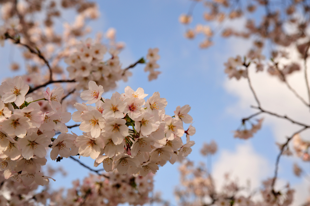 sakura