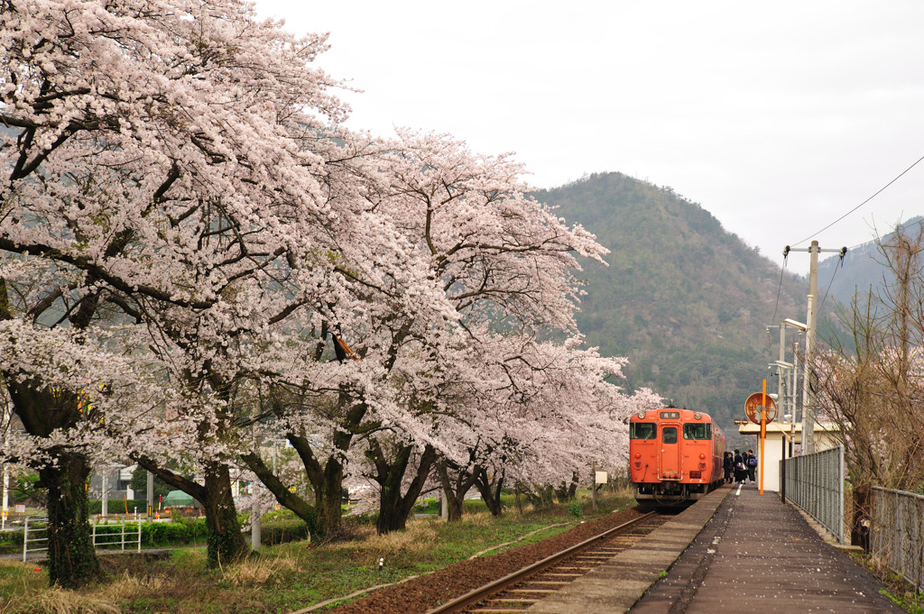 桜と電車