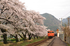 桜と電車