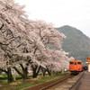 桜と電車