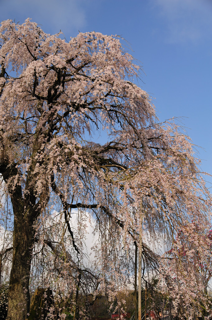 sakura
