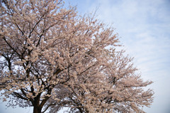 夫婦桜