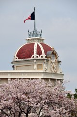 ディズニーランドの桜