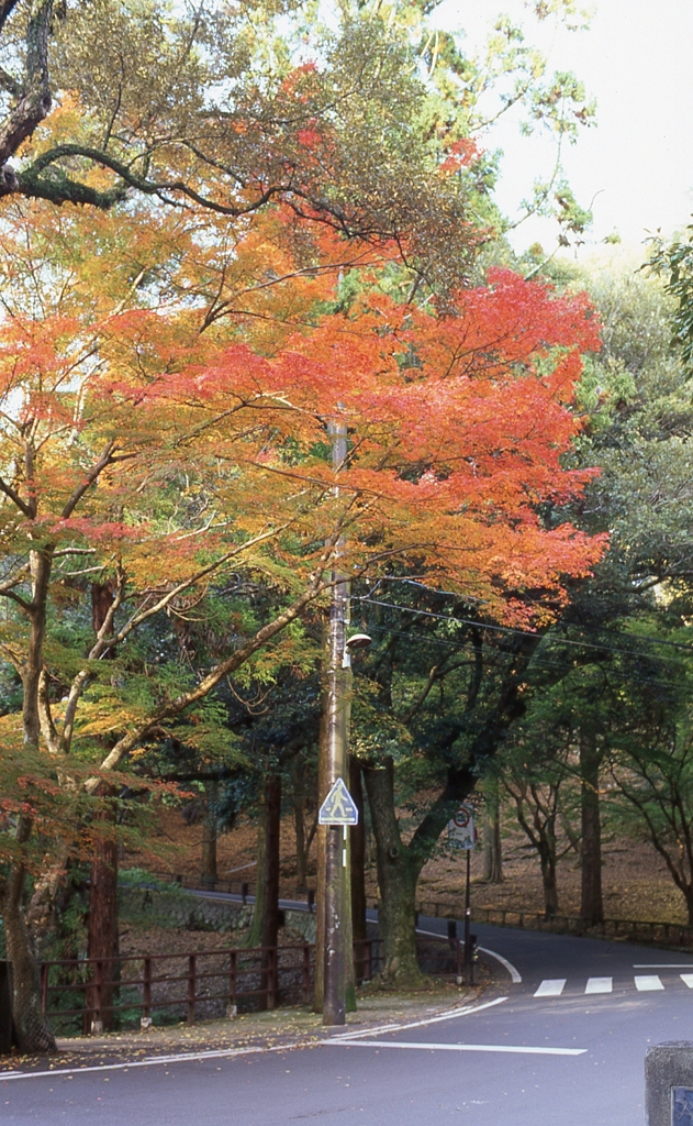 道端の紅葉