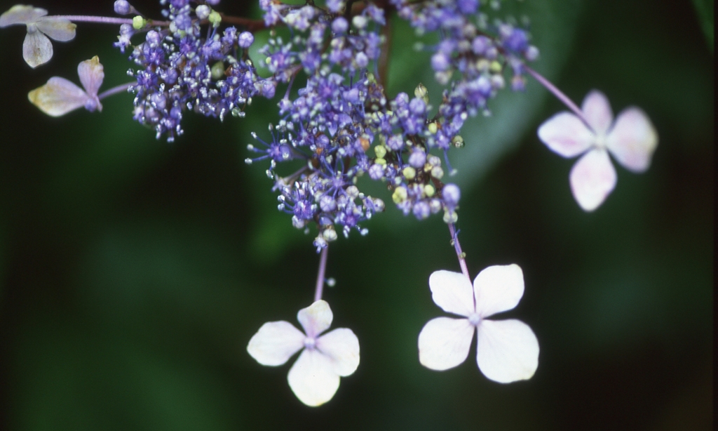 和の紫陽花