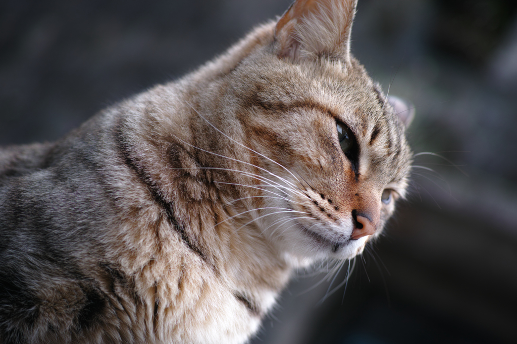 猫と共に