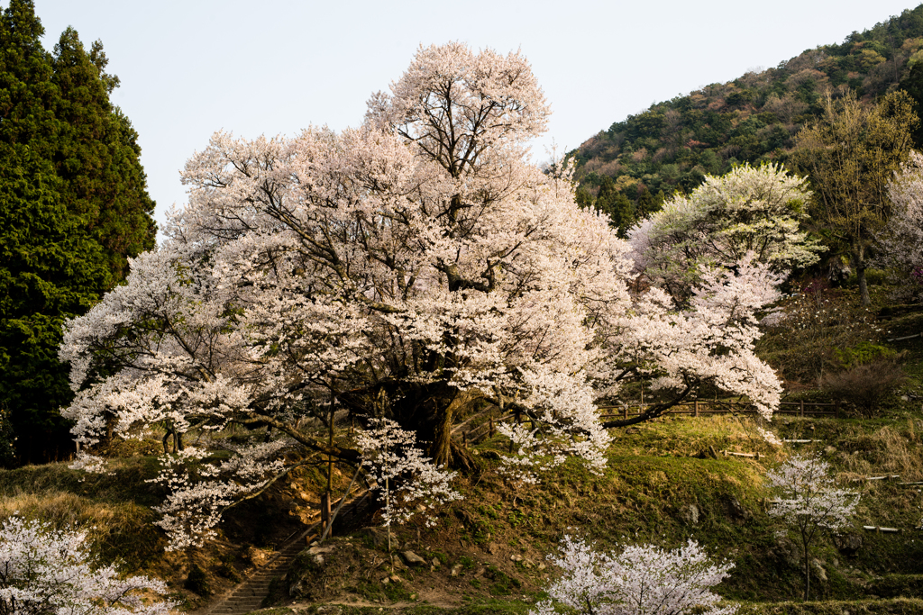 仏隆寺の大桜
