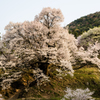 仏隆寺の大桜