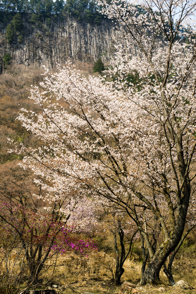 屏風岩と桜