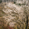 屏風岩と桜