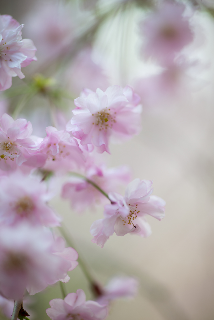 桜の咲くころに