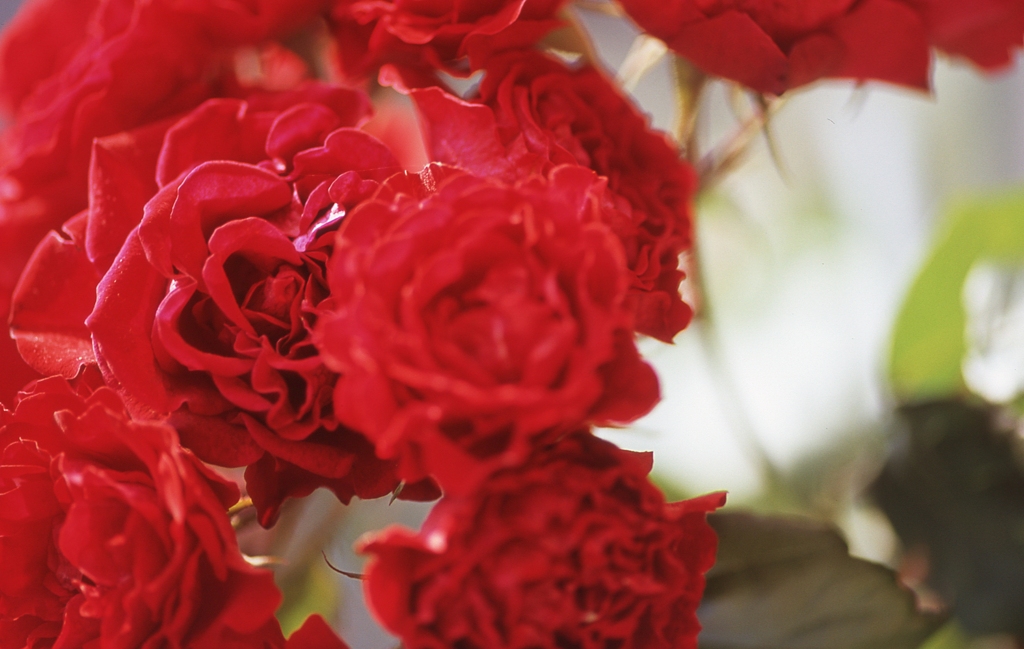 情熱の薔薇