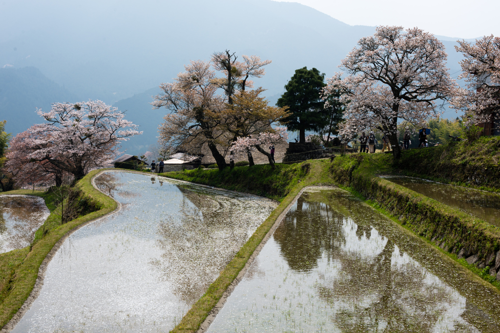 桜の季節