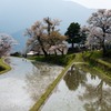 桜の季節